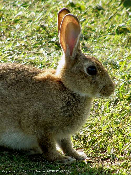 Bunny Rabbit - Dover Cliffs