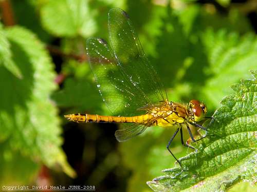 Dragon Fly - Conyer
