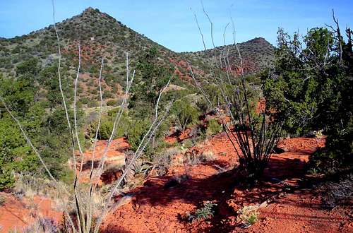 Can you name these desert plants?