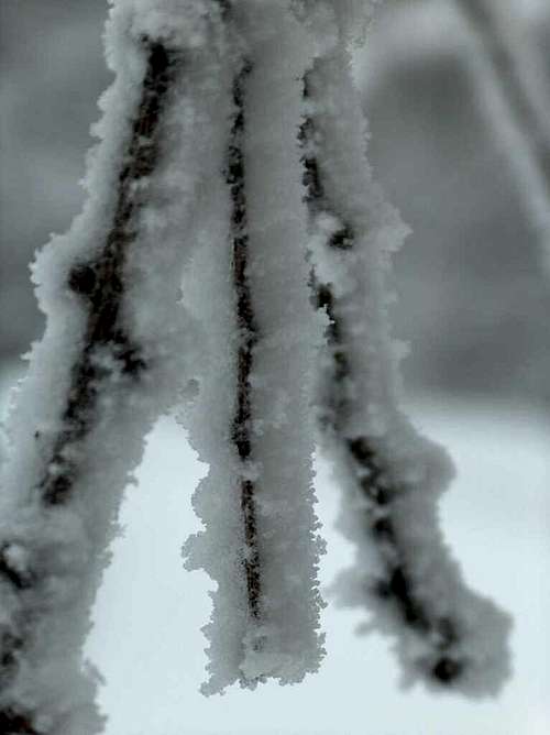 Flakes of snow, Beskid Niski