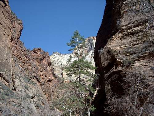 Looking up the Narrows