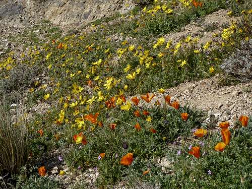 Wildflowers on Chuckwalla Mountain