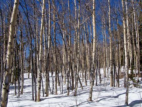 Aspens in the snow, Round Hill