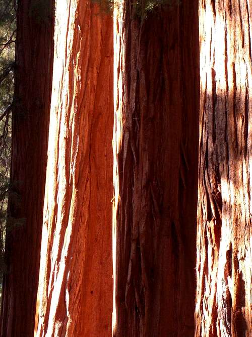 Giant Sequoias and Bear Encounters