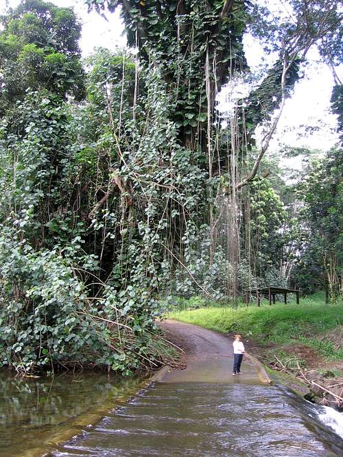 Kauai jungle roadway
