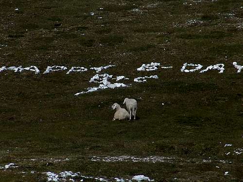 Sheep near the hut Dom Planika; Today is somenone's birthday :)