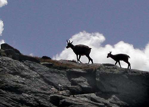 Chamois family in proximity of F. Chabod Hut