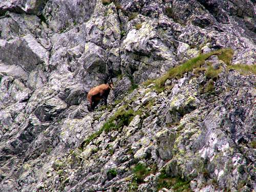 Chamois in couloir