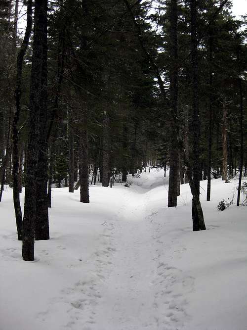 Hancock Loop trail in winter - 3/22/2009