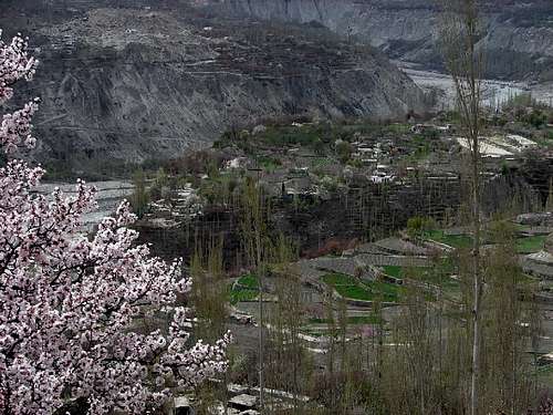Blossom in Hunza