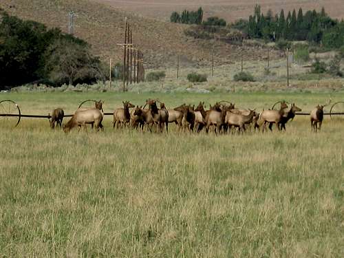 Herd of elk...