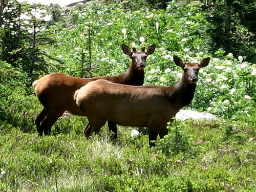 Fenn Mountain Elk