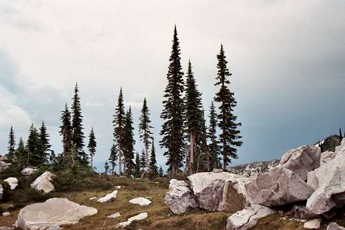 Subalpine Forest - Selway Crags