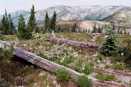 Subalpine Forest - Selway Crags