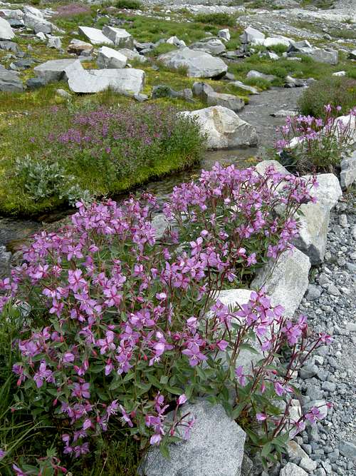 Flowers by Wedgemount Lake