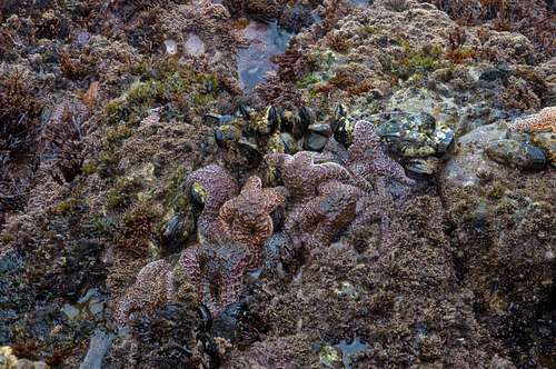 Life in Tide Pools