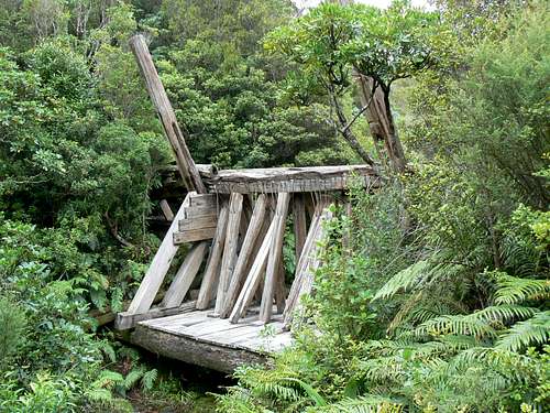 Dancing Camp Kauri Dam