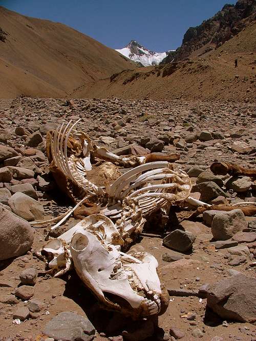 Mule carcass and Cerro Cuerno.