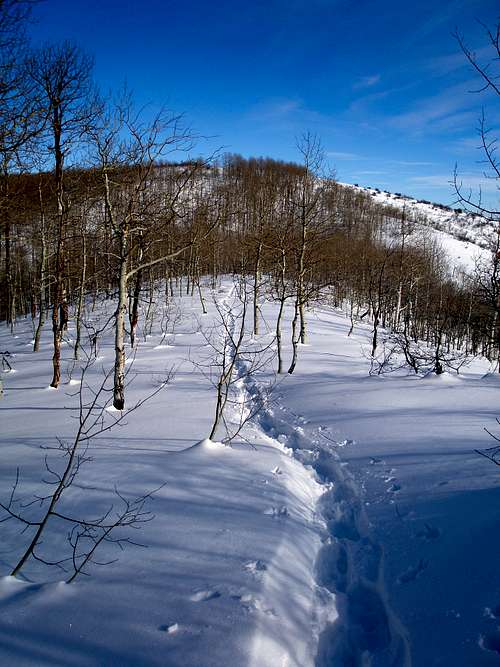 The Ridge Trail