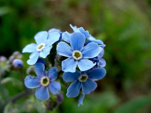  A few blue beauties