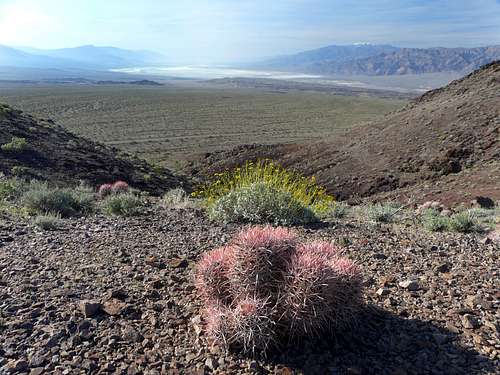 Barrel Cactus on  Death Valley Buttes