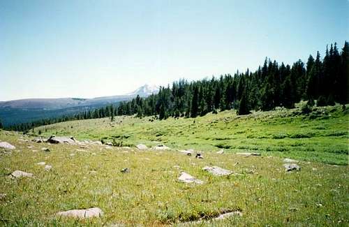 Meadows in the Upper Uinta...
