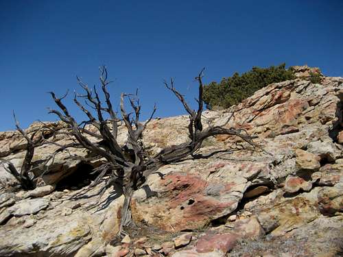 Dead tree on Sykes Mountain