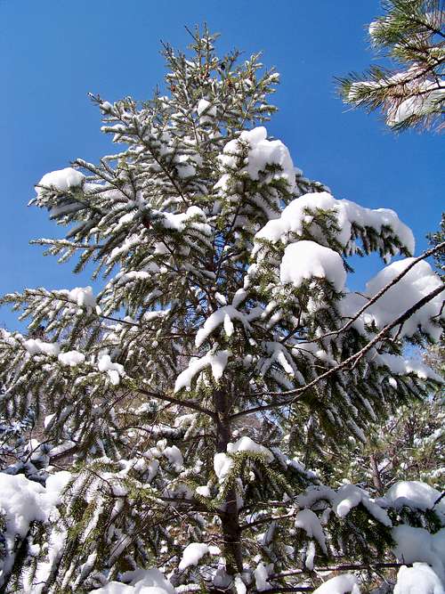 Snow-frosted tree - Chautauqua Mountain