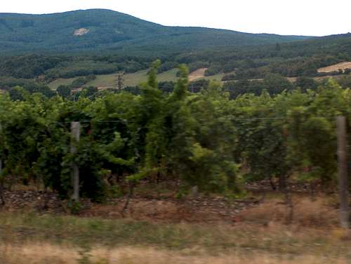 The very North-West end of the  Carpathians, made of ... wineyards  !