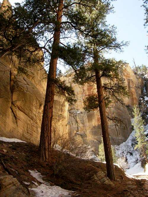 Ponderosa Pines in the canyon
