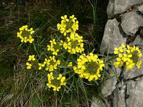Decumbent Treacle-Mustard, pyrenees, (Erysimum decumbens)