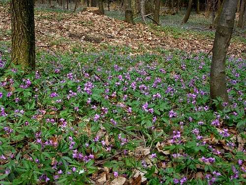 Spring in the forest - Dentaria glandulosa