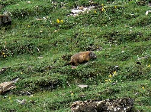 Marmot in the French Pyrénées