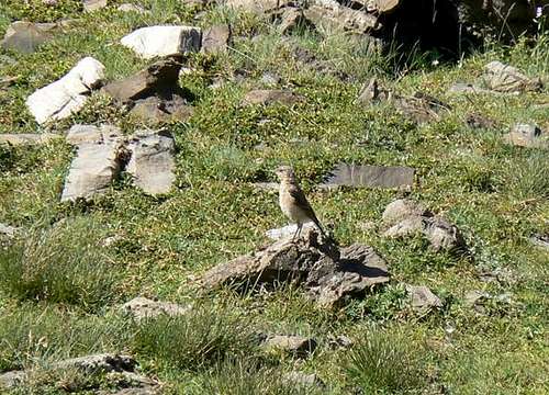 Little bird in the French Pyrénées