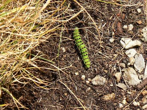Catterpillar in the French Pyrénées
