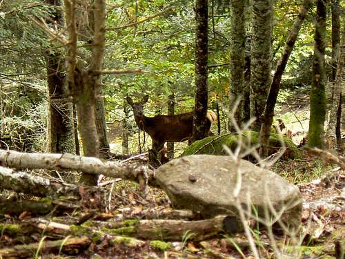 Observing deers in the autumn in the french Pyrénées