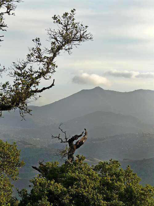 Mt. Tamalpais from Big Rock Ridge