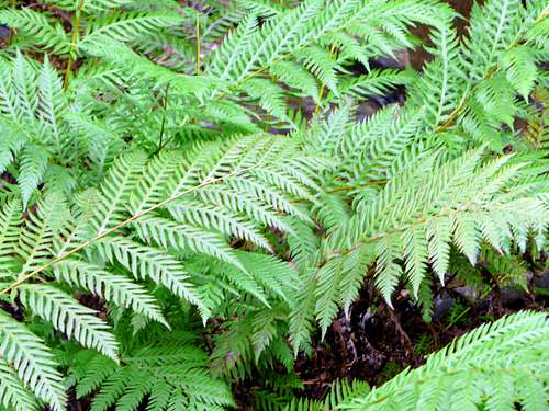 Fern leaf detail