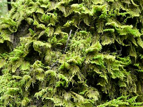 Moss on a tree trunk