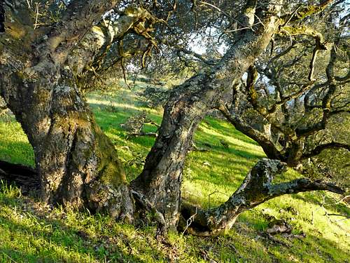 Old oaks on Big Rock Ridge