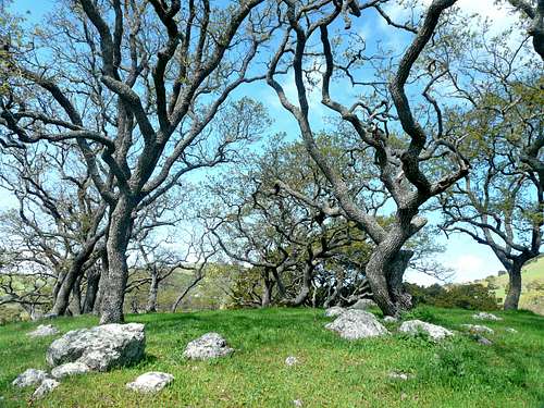 Oaks on Burdell Mtn.