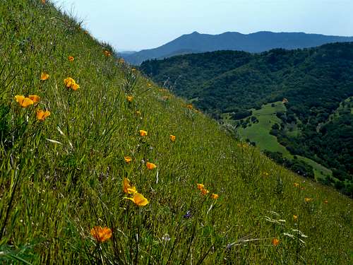 Poppies and Mt. Tam from Big Rock Ridge