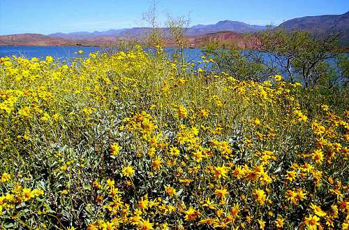 Brittle Bush Blooms Near A Full Lake