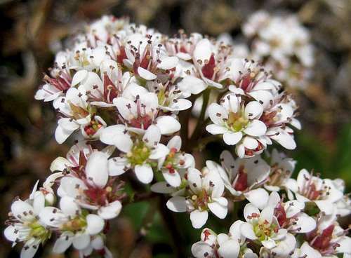 Rusty-Haired Saxifrage