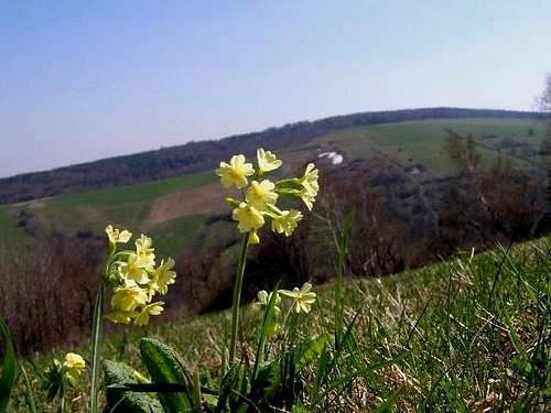 True Oxlip on the slope of Mount Kiczera