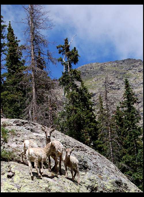 Goats on a Rock