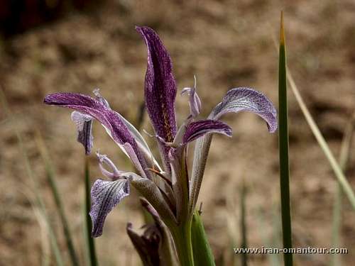 Iris sp, near ShareKord Iran