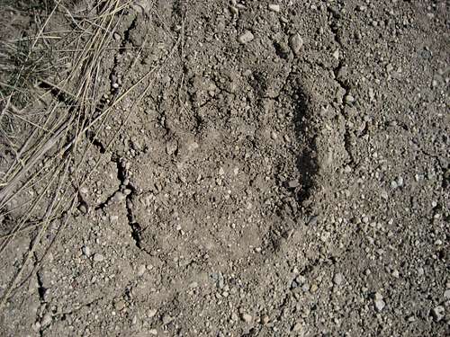 Grizzly bear track