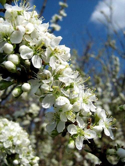 Blackthorn Blossoms