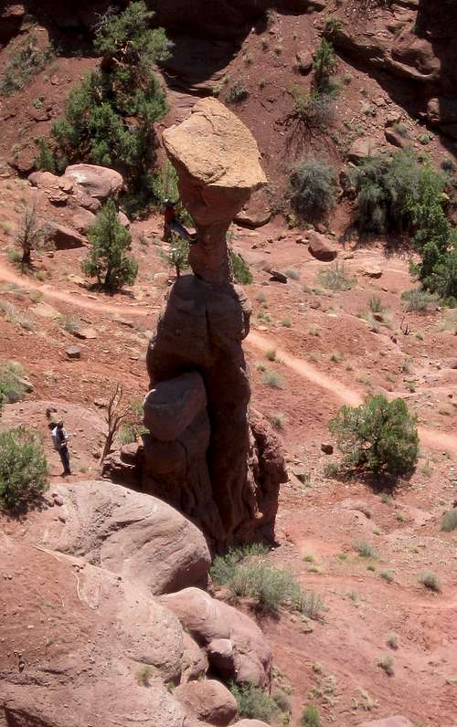 Climbing the Cobra